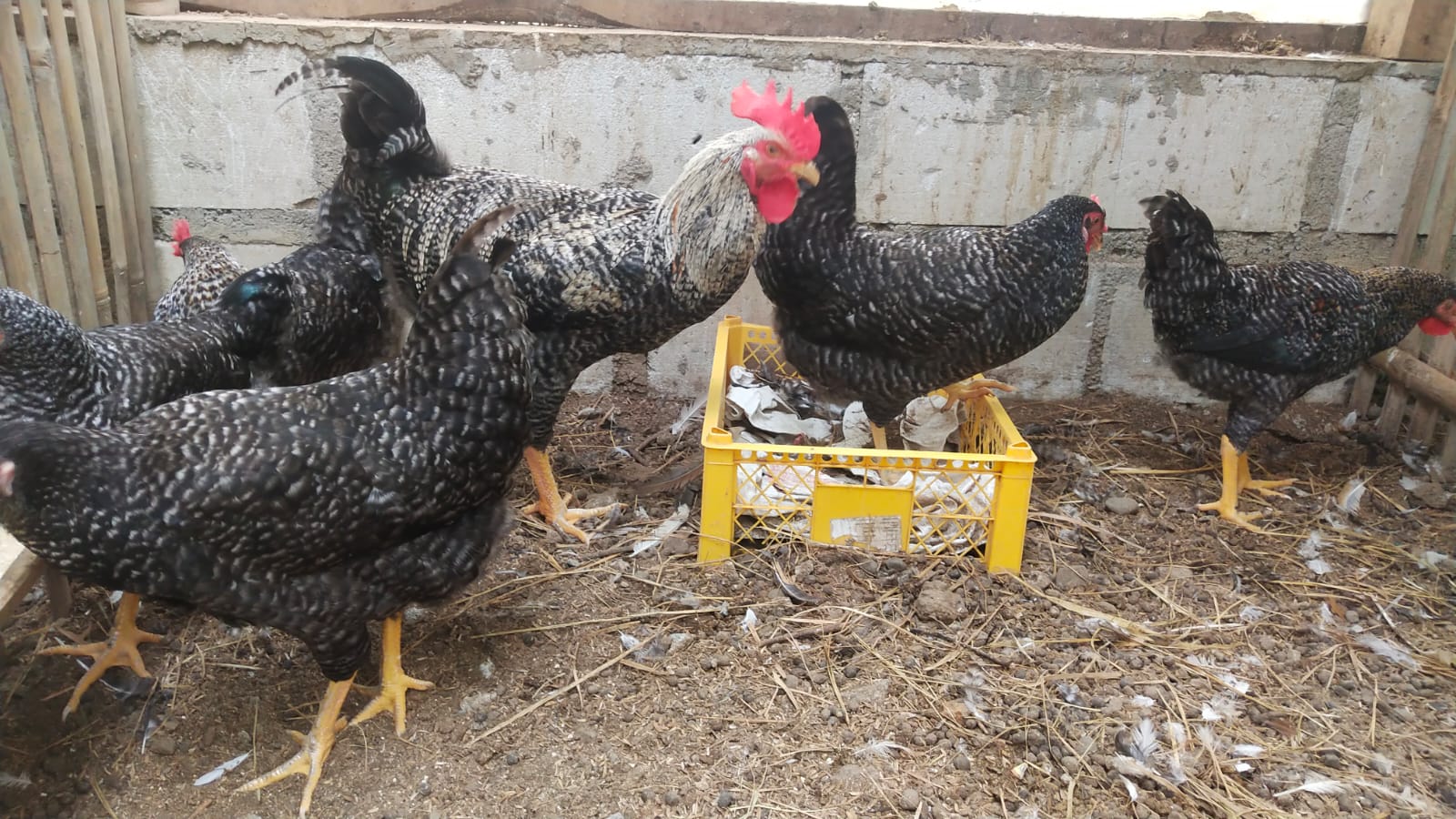 Ayam Kampung Unggul Kuntara4