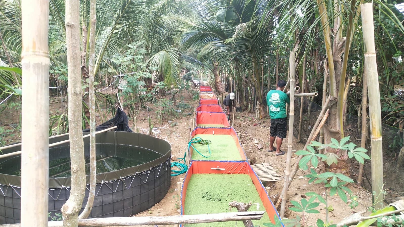 Lahan kolam gurame
